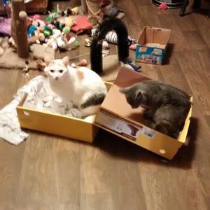 Meet your Posher, Joan